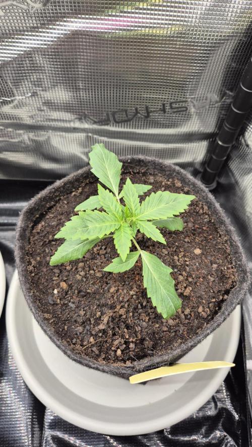 Sensis Cherry Strudel. Week 2 - Tag 18