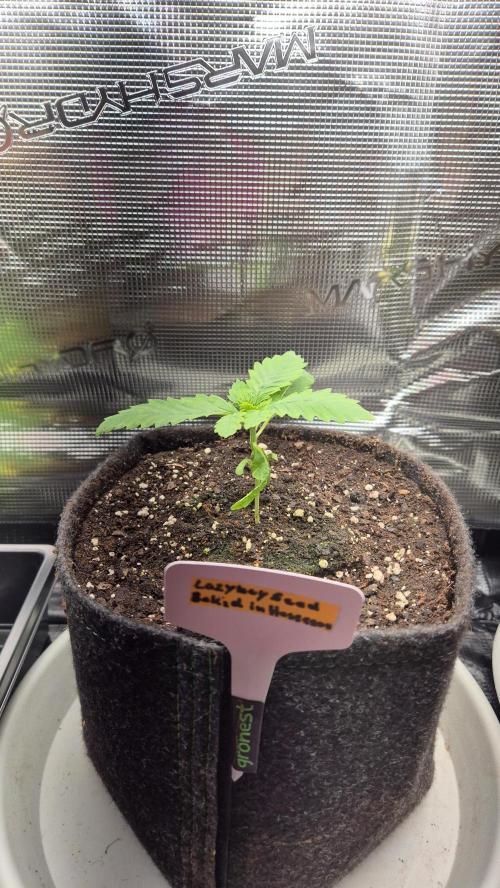 Lazyboyseeds Baked in Hossegor. Week 2 - Tag 21