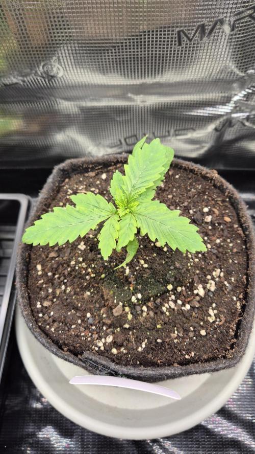 Lazyboyseeds Baked in Hossegor. Week 2 - Tag 21