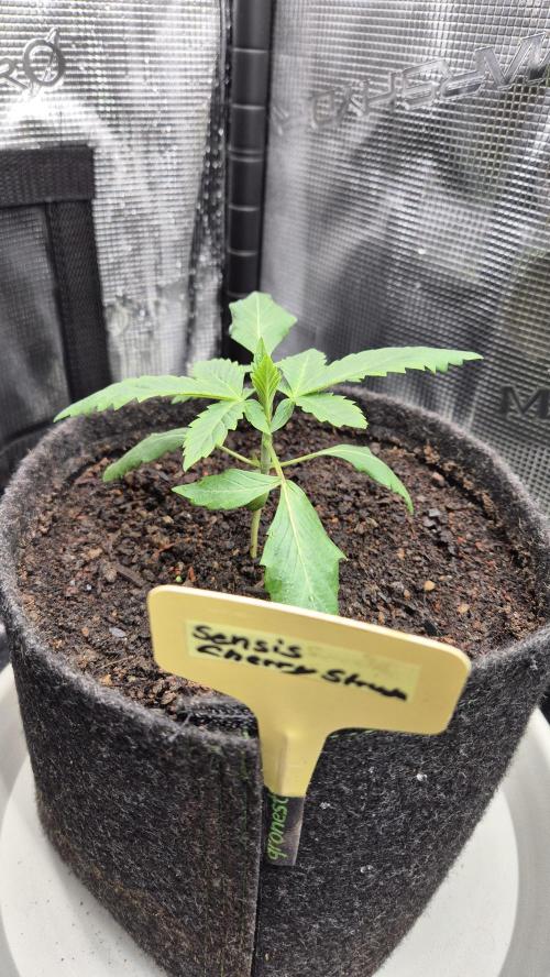 Sensis Cherry Strudel. Week 2 - Tag 19