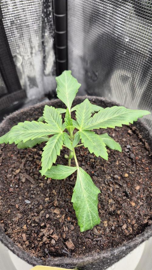 Sensis Cherry Strudel. Week 2 - Tag 19