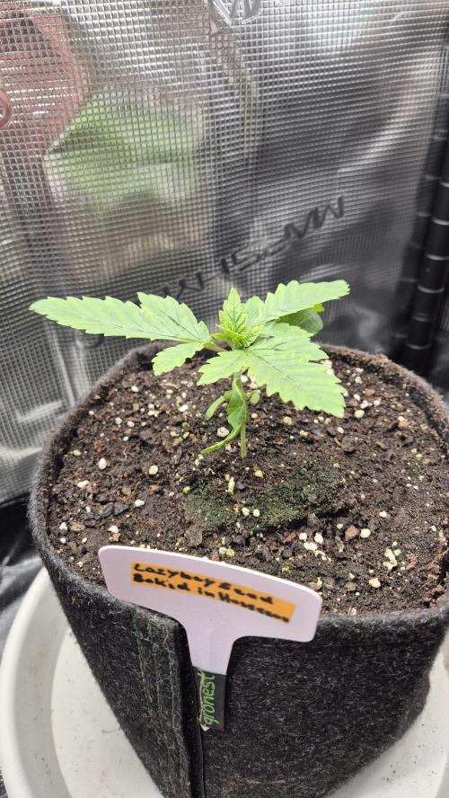 Lazyboyseeds Baked in Hossegor. Week 3 - Tag 22