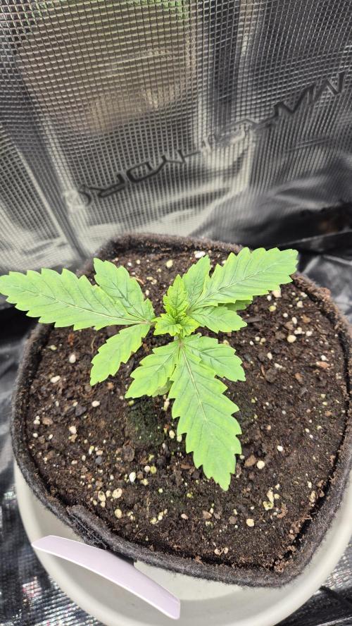 Lazyboyseeds Baked in Hossegor. Week 3 - Tag 22