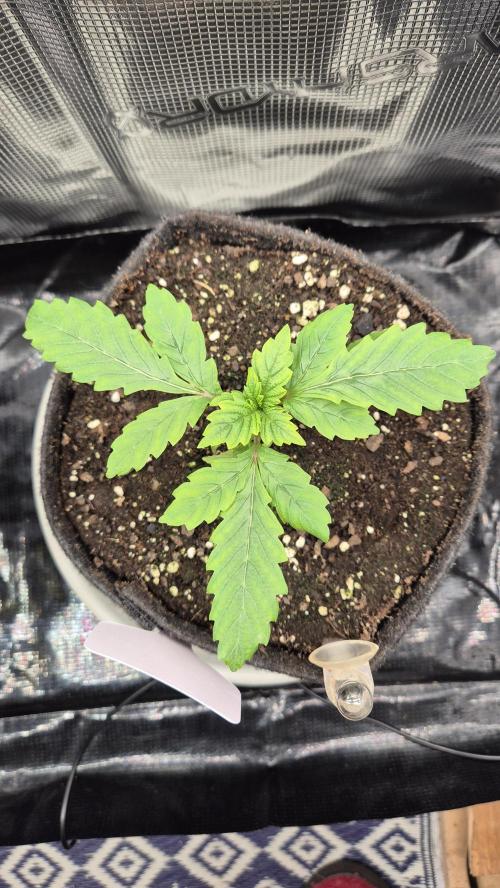 Lazyboyseeds Baked in Hossegor. Week 3 - Tag 23