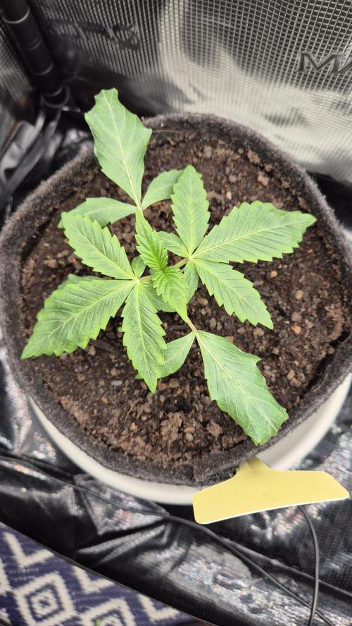 Sensis Cherry Strudel. Week 2 - Tag 20