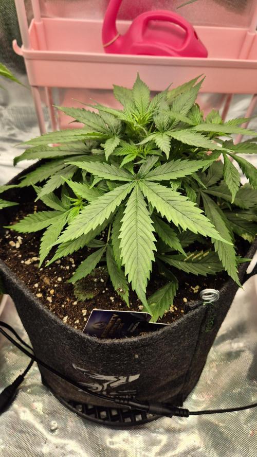 Eternity Grow Cup 2026. Week 5 - Tag 36
Blütetag 5