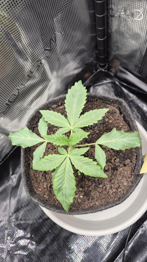 Sensis Cherry Strudel. Week 2 - Tag 21