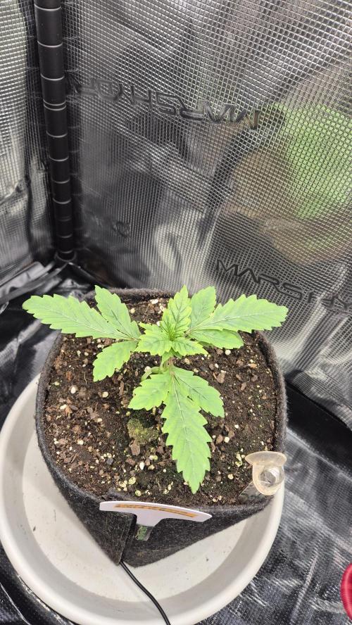 Lazyboyseeds Baked in Hossegor. Week 3 - Tag 24