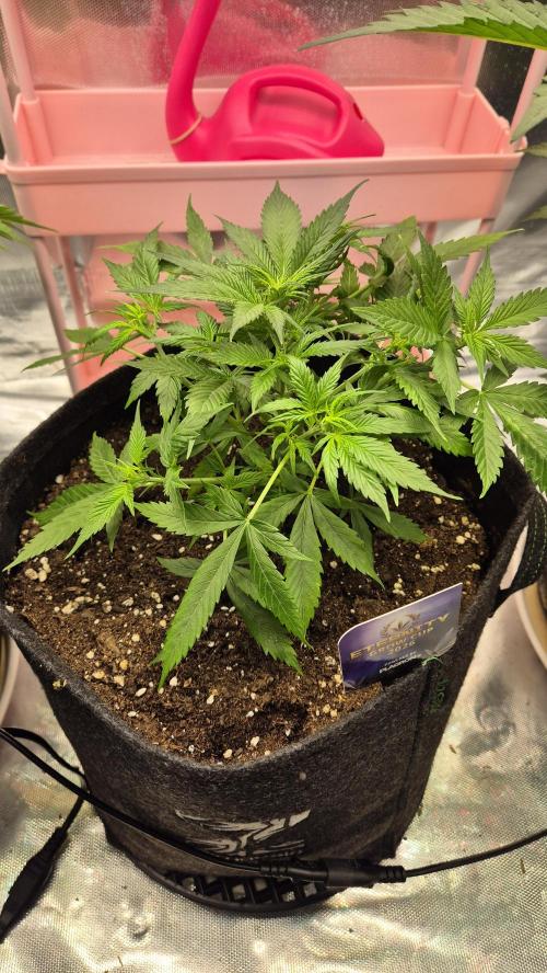 Eternity Grow Cup 2026. Week 5 - Tag 37
 Blütetag 6