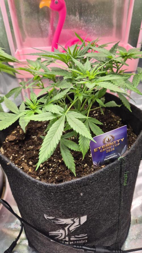 Eternity Grow Cup 2026. Week 5 - Tag 38
Blütetag 7