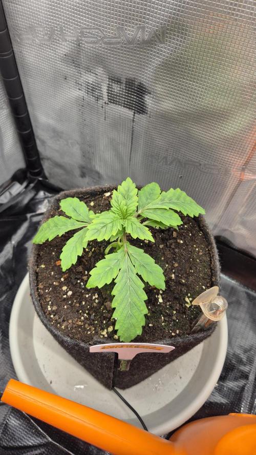 Lazyboyseeds Baked in Hossegor. Week 3 - Tag 25