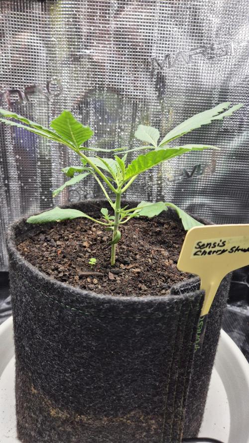 Sensis Cherry Strudel. Week 3 - Tag 24