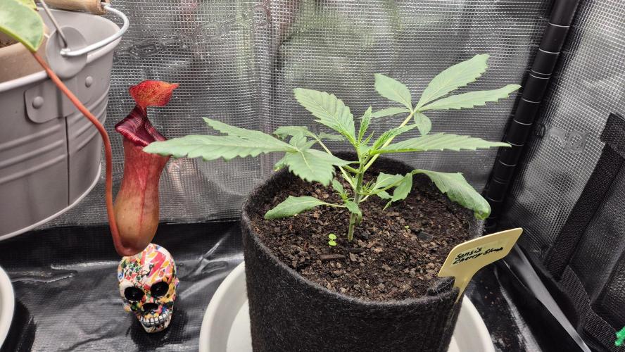 Sensis Cherry Strudel. Week 3 - Tag 25