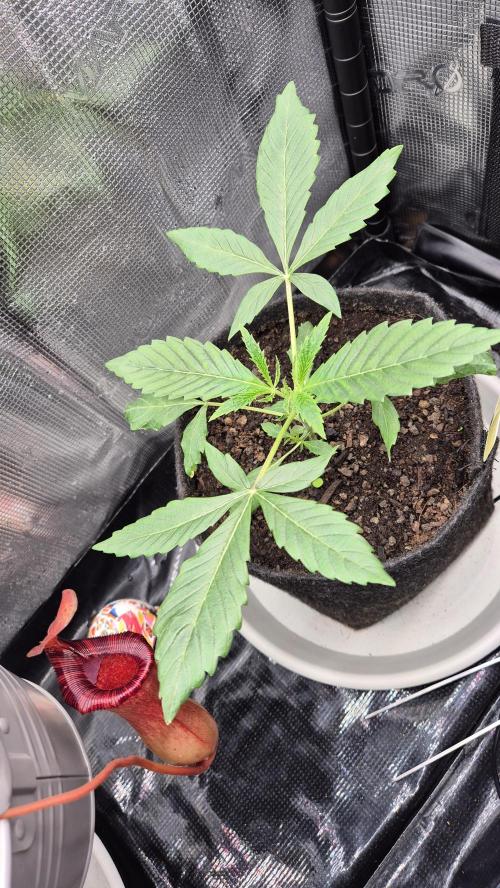 Sensis Cherry Strudel. Week 3 - Tag 25
