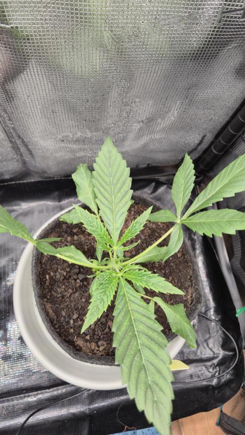 Sensis Cherry Strudel. Week 3 - Tag 26