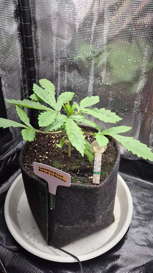 Lazyboyseeds Baked in Hossegor