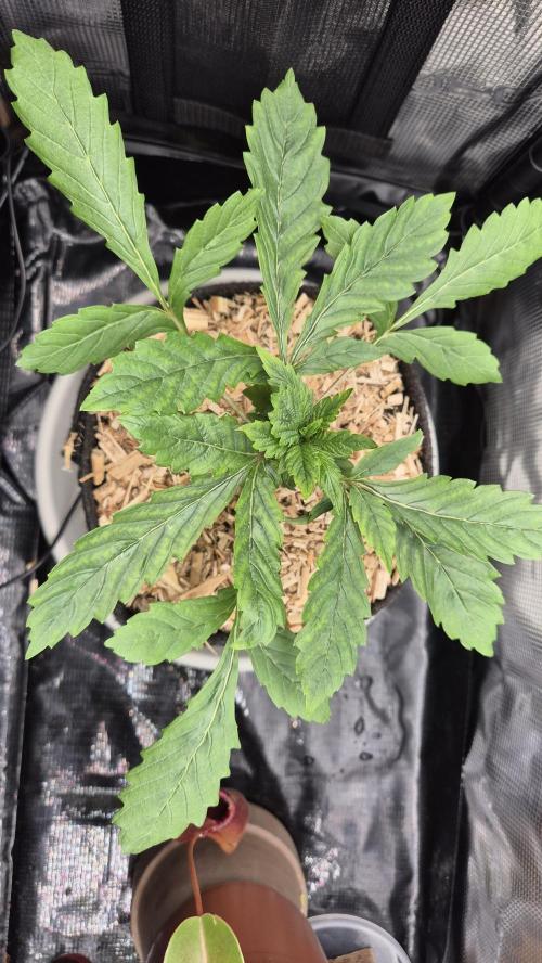 Lazyboyseeds Baked in Hossegor. Week 4 - Tag 31