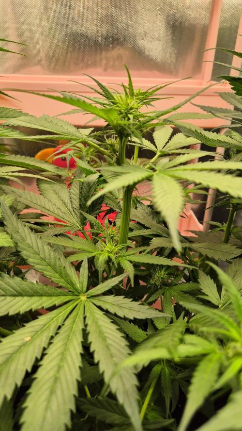 Eternity Grow Cup 2026. Week 6 - Tag 44
Blütetag 14