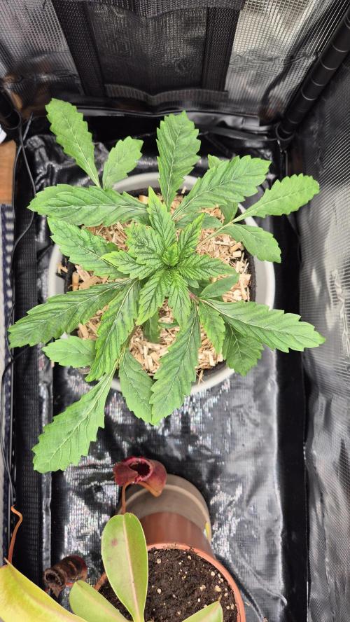 Lazyboyseeds Baked in Hossegor. Week 4 - Tag 32