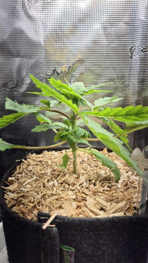Lazyboyseeds Baked in Hossegor. Week 4 - Tag 32