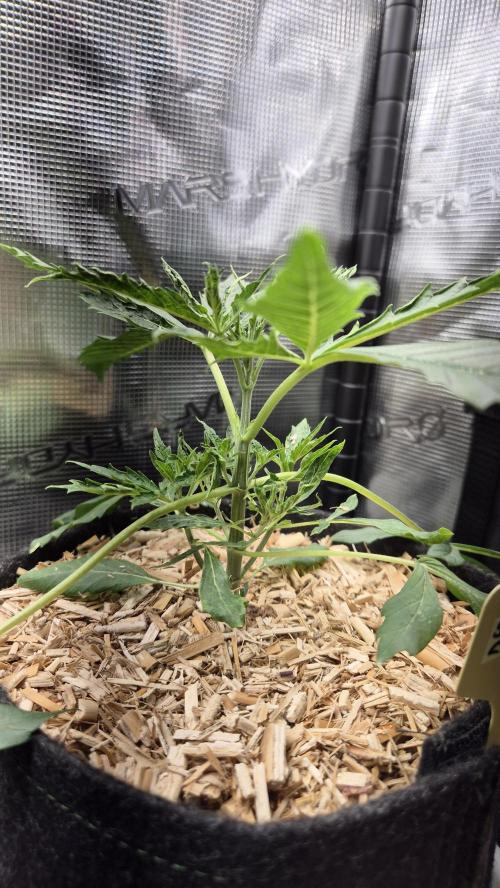 Sensis Cherry Strudel. Week 4 - Tag 29
