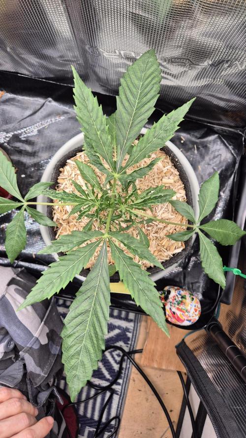 Sensis Cherry Strudel. Week 4 - Tag 29