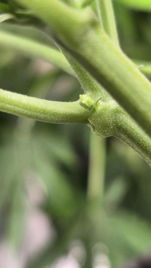 Eternity Grow Cup 2026. Week 6 - Tag 48
Blütetag 17
