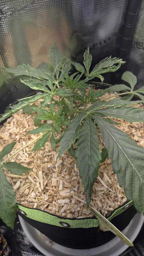 Sensis Cherry Strudel. Week 4 - Tag 31