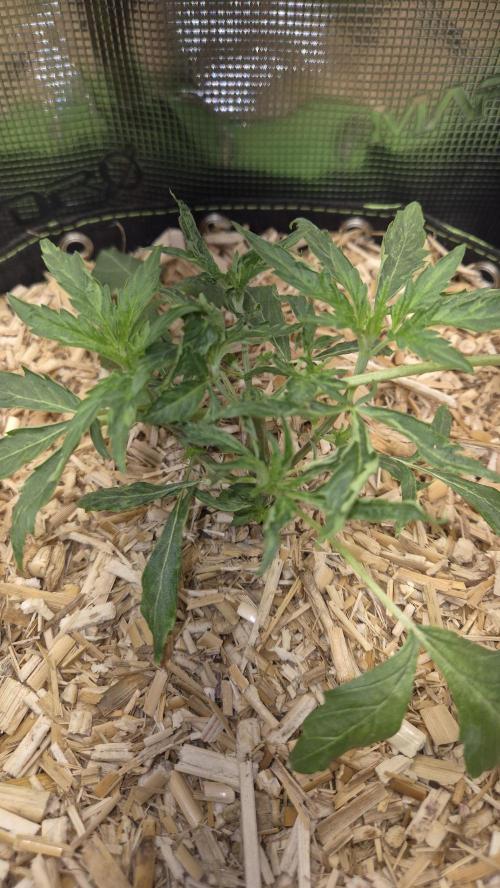 Sensis Cherry Strudel. Week 4 - Tag 31