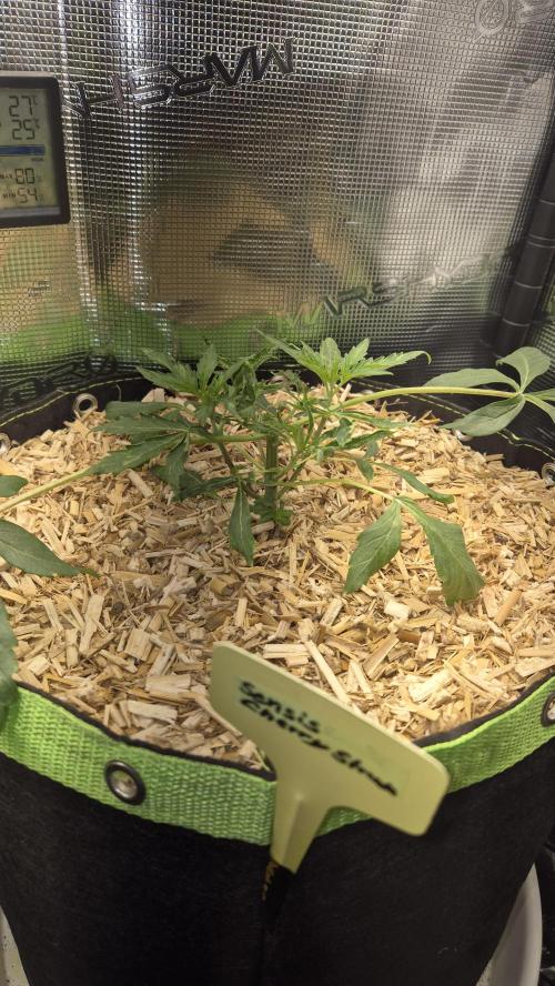 Sensis Cherry Strudel. Week 4 - Tag 31