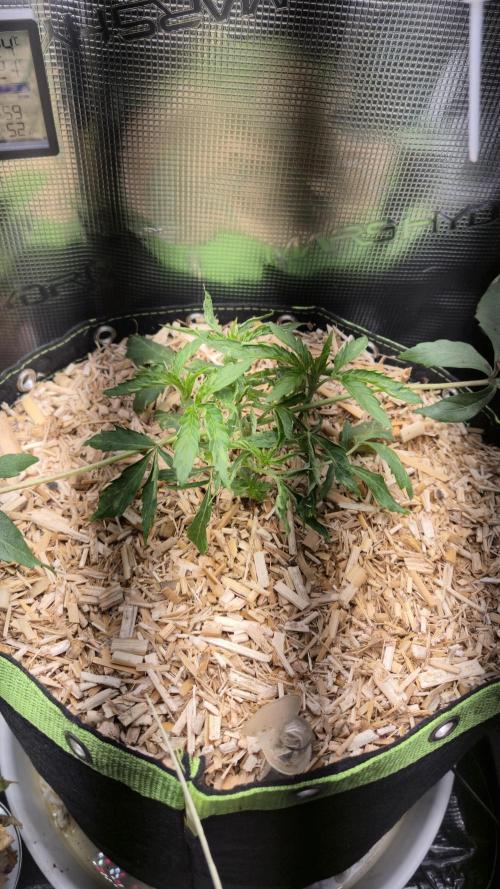 Sensis Cherry Strudel. Week 4 - Tag 32