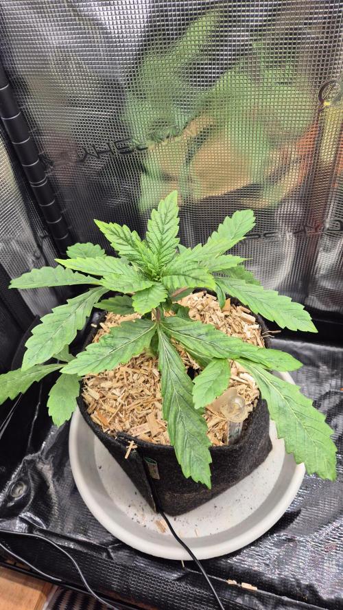 Lazyboyseeds Baked in Hossegor. Week 4 - Tag 33