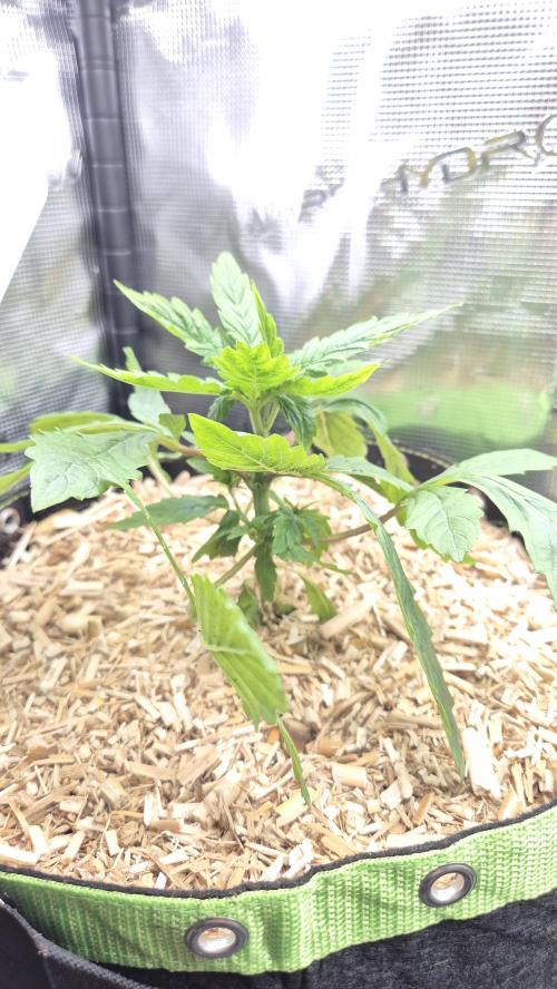 Lazyboyseeds Baked in Hossegor. Week 4 - Tag 34