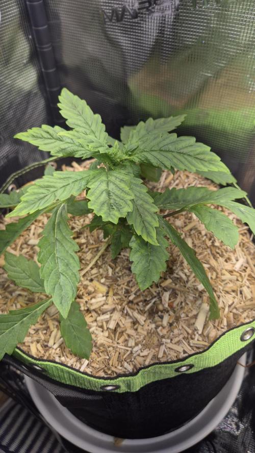 Lazyboyseeds Baked in Hossegor. Week 4 - Tag 34