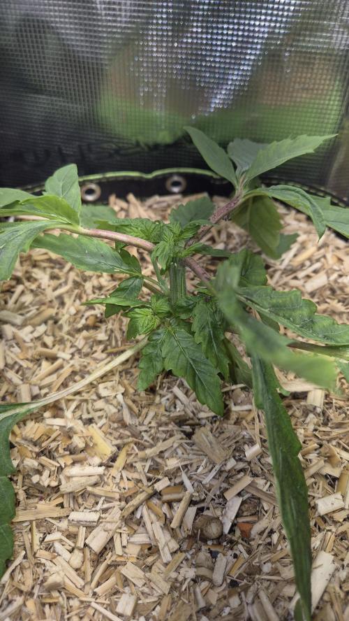 Lazyboyseeds Baked in Hossegor. Week 4 - Tag 34