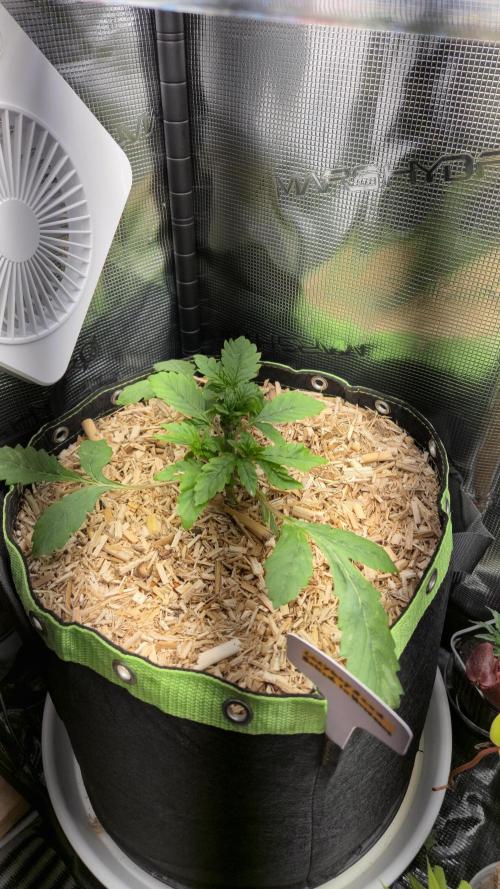 Lazyboyseeds Baked in Hossegor. Week 4 - Tag 35