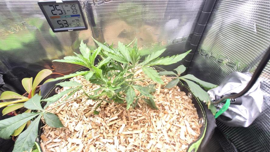 Sensis Cherry Strudel. Week 4 - Tag 34