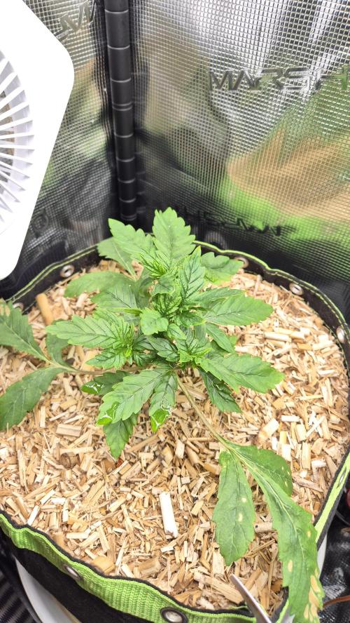 Lazyboyseeds Baked in Hossegor. Week 5 - Tag 37