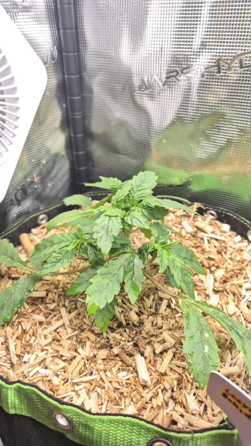 Lazyboyseeds Baked in Hossegor. Week 5 - Tag 38