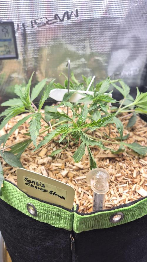 Sensis Cherry Strudel. Week 4 - Tag 35