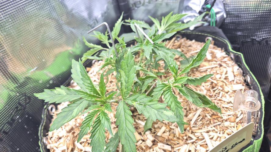 Sensis Cherry Strudel. Week 4 - Tag 35