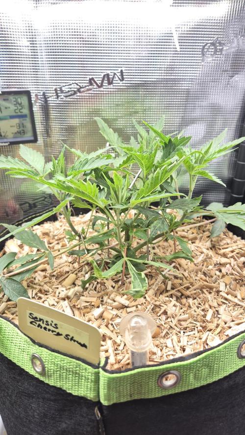 Sensis Cherry Strudel. Week 5 - Tag 37