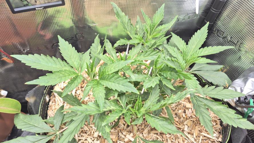 Sensis Cherry Strudel. Week 5 - Tag 37