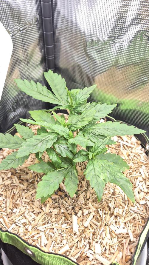 Lazyboyseeds Baked in Hossegor. Week 5 - Tag 40