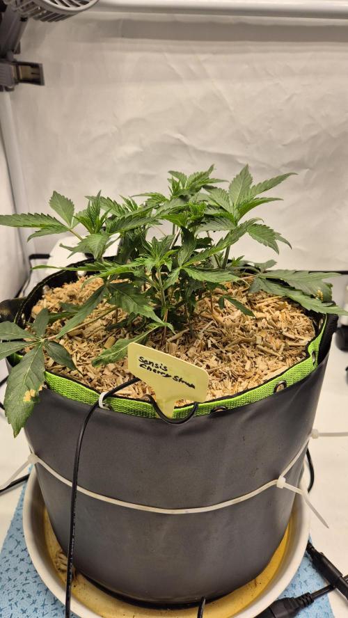 Sensis Cherry Strudel. Week 5 - Tag 38
