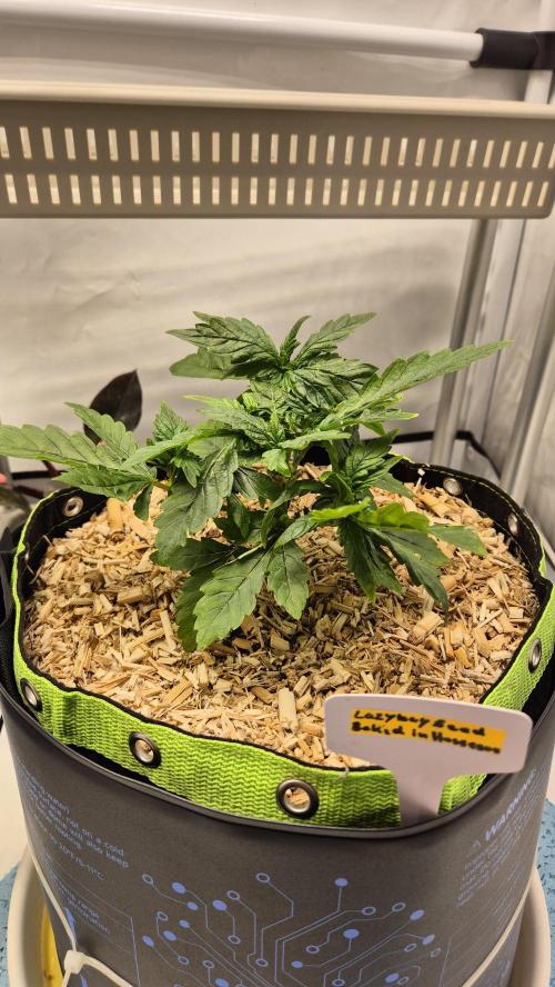 Lazyboyseeds Baked in Hossegor. Week 5 - Tag 41