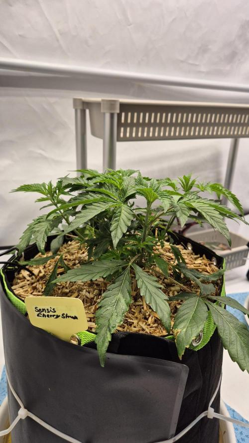 Sensis Cherry Strudel. Week 5 - Tag 39