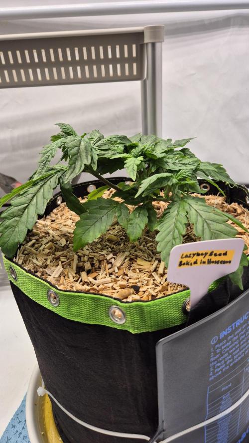 Lazyboyseeds Baked in Hossegor. Week 5 - Tag 42
