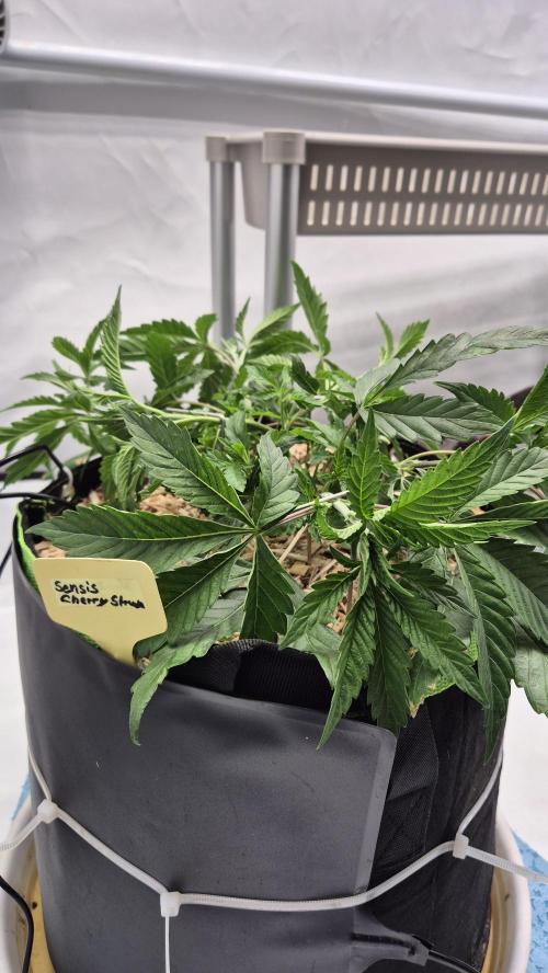 Sensis Cherry Strudel. Week 5 - Tag 40