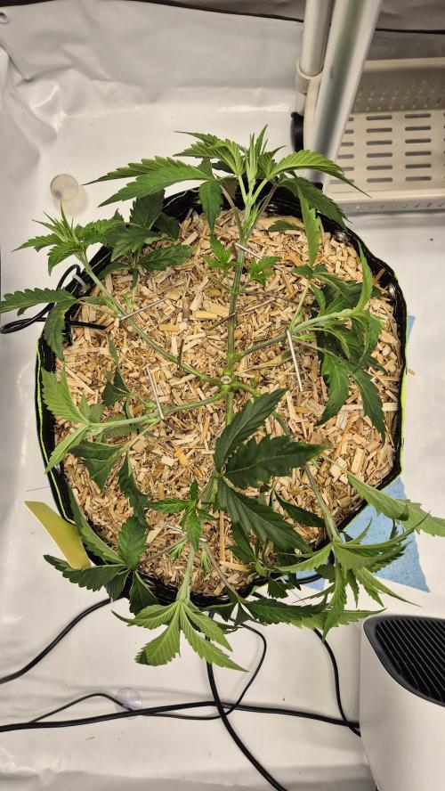Sensis Cherry Strudel. Week 5 - Tag 40
